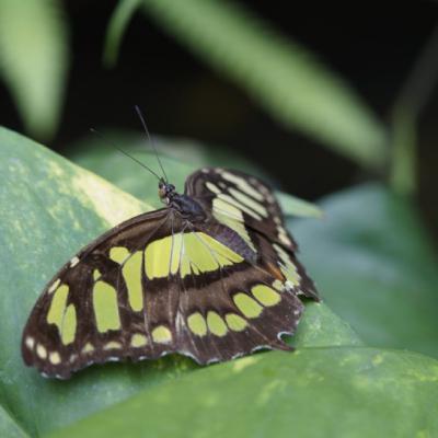 蝴蝶最漂亮微信头像，漂亮美丽的蝴蝶图片