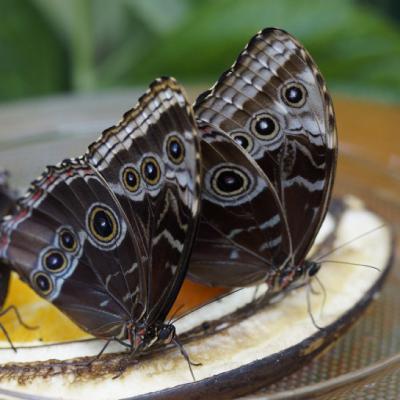 蝴蝶最漂亮微信头像，漂亮美丽的蝴蝶图片