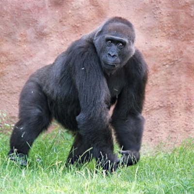 猩猩头像，微信大猩猩头像强壮的大猩猩图片