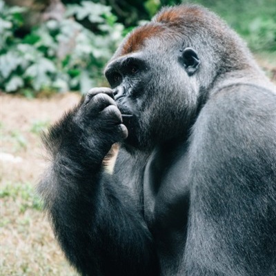 猩猩头像，微信大猩猩头像强壮的大猩猩图片