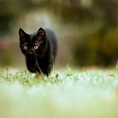 微信小猫头像，草地里玩耍的猫咪图片