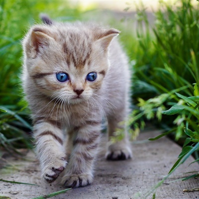 微信小猫头像，草地里玩耍的猫咪图片
