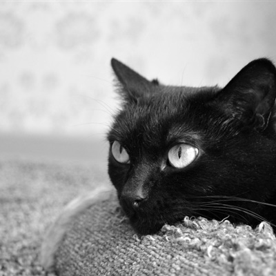 高冷黑猫头像，霸气精神抖擞的黑猫图片