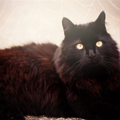 高冷黑猫头像，霸气精神抖擞的黑猫图片