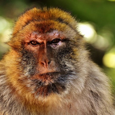 好看的猴子头像图片，可爱机灵的巴巴利猕猴图片