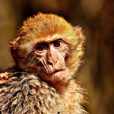 好看的猴子头像图片，可爱机灵的巴巴利猕猴图片