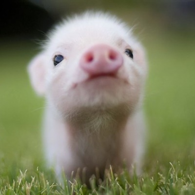 可爱小猪猪头像，憨厚可爱小猪做头像也不错了