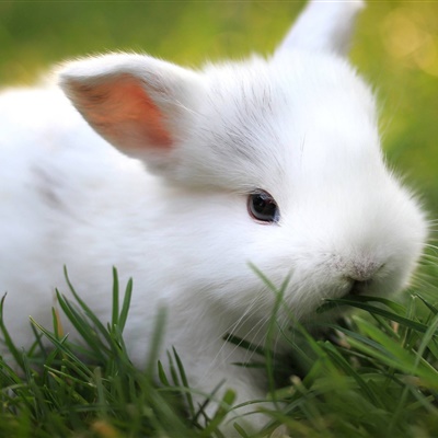 微信兔子头像，分享给用兔子做头像的女人