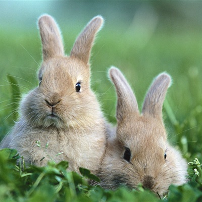 微信兔子头像，分享给用兔子做头像的女人