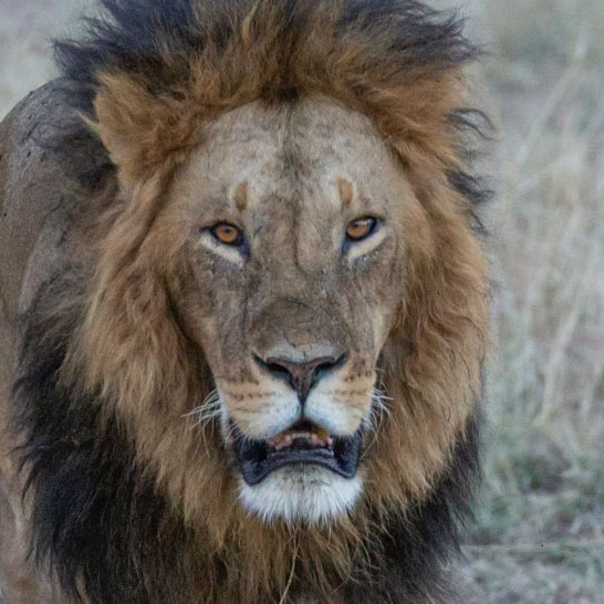 霸气凶猛狮子头像 凶猛霸气的野生雄狮图片
