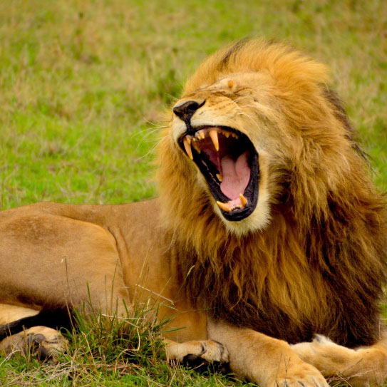 霸气凶猛狮子头像 凶猛霸气的野生雄狮图片