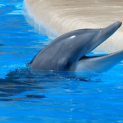 海豚可爱的头像 露出水面的海豚图片