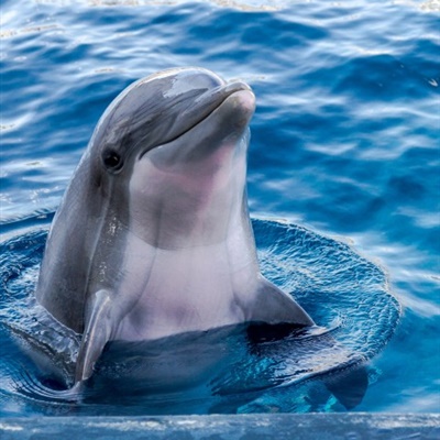 海豚可爱的头像 露出水面的海豚图片