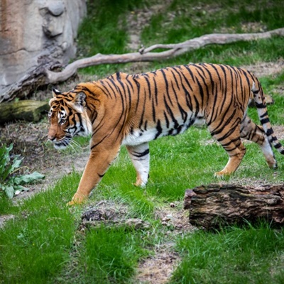 霸气老虎头像 动物园里的老虎图片