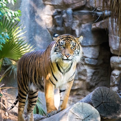 霸气老虎头像 动物园里的老虎图片