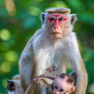 猴子头像 调皮可爱的猴子图片