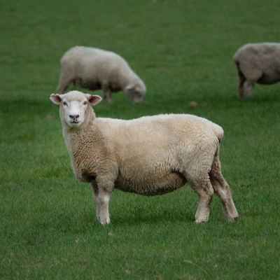 绵羊微信头像 毛绒绒的绵羊图片