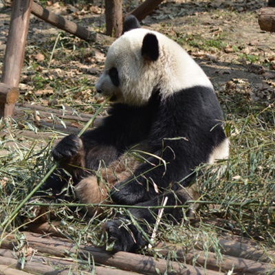 大熊猫头像 正在吃竹叶的大熊猫微信头像图片