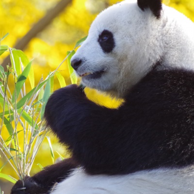 大熊猫头像 正在吃竹叶的大熊猫微信头像图片