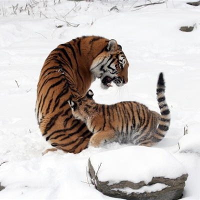 霸气老虎头像 雪地里的老虎图片