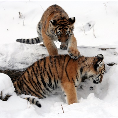 霸气老虎头像 雪地里的老虎图片