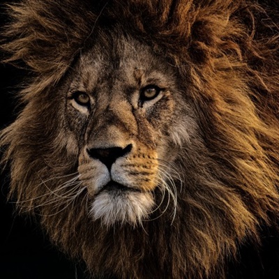 雄狮微信头像凶狮子 威风凛凛的雄狮图片