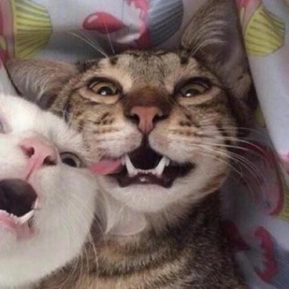 可爱猫咪情侣头像两张，超出你的想象的好看的