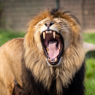 雄狮头像 动物园里霸气雄狮图片