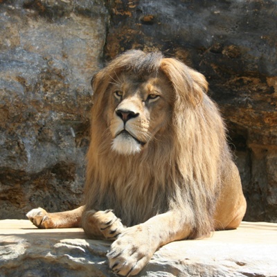 雄狮头像 动物园里霸气雄狮图片