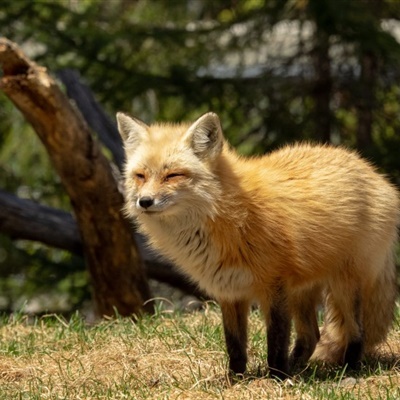 可爱狐狸头像 聪明狡猾的狐狸图片