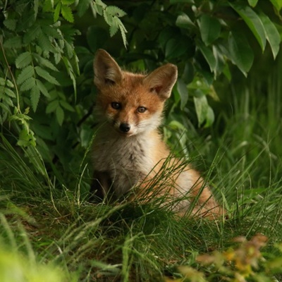 可爱狐狸头像 聪明狡猾的狐狸图片