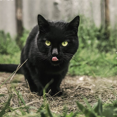 可爱的猫头像，超萌黑色的猫咪图片