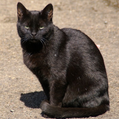 可爱的猫头像，超萌黑色的猫咪图片