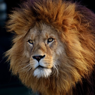 雄狮微信头像 霸气威武体型巨大的雄狮图片
