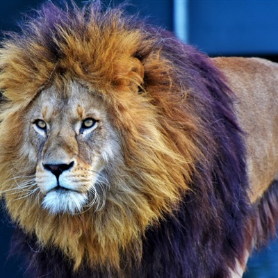 雄狮微信头像 霸气威武体型巨大的雄狮图片