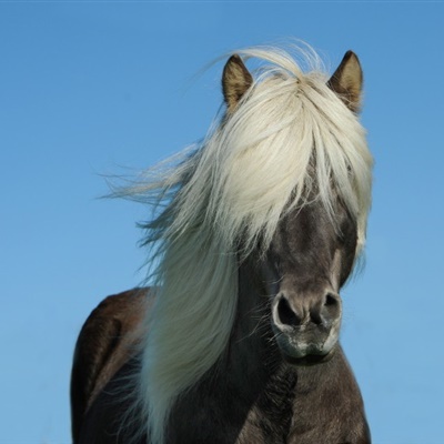 马的微信头像，最霸气帅气的骏马图片