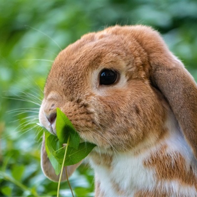 活泼可爱的野兔QQ微信头像图片