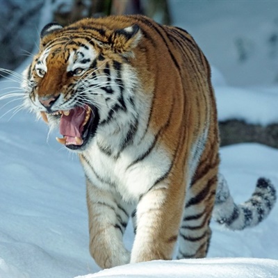 2020年微信老虎头像图片 威武霸气凶猛的老虎