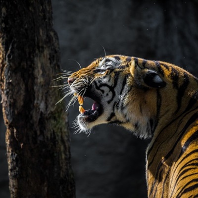 2020年微信老虎头像图片 威武霸气凶猛的老虎