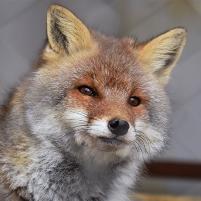 狐狸微信头像图片，可爱狡猾聪明的狐狸