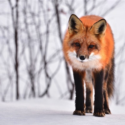 狐狸微信头像图片，可爱狡猾聪明的狐狸