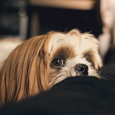 西施犬微信群头像，可爱的西施犬图片