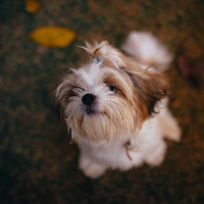 西施犬微信群头像，可爱的西施犬图片