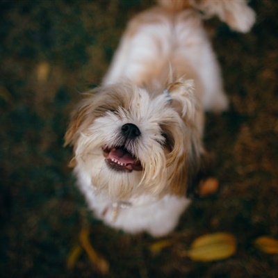 西施犬微信群头像，可爱的西施犬图片