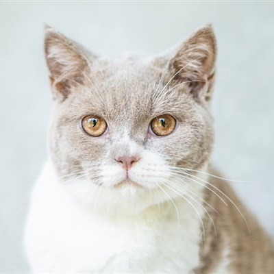2020年猫微信头像 可爱英短猫咪图片