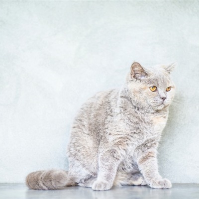 2020年猫微信头像 可爱英短猫咪图片