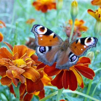 漂亮蝴蝶头像 漂亮的孔雀蝴蝶图片