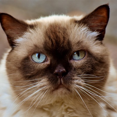 短毛猫微信头像 脸圆头大的英国短毛猫图片