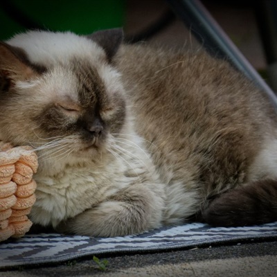 短毛猫微信头像 脸圆头大的英国短毛猫图片