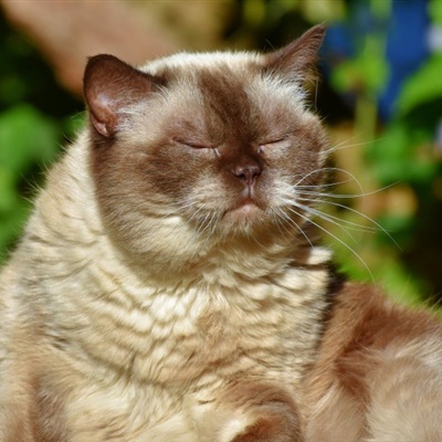 短毛猫微信头像 脸圆头大的英国短毛猫图片